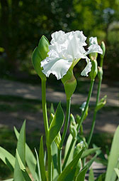 Flowers shrubs Dallas Photographer garden landscape architecture digital photographers Dallas, TX Texas Architectural Photography garden design